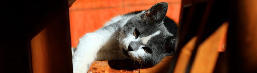 Keeping Your Cat Healthy