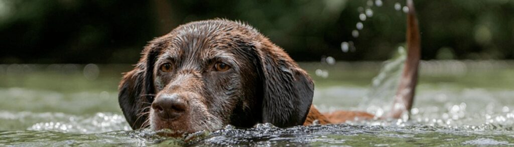 Keeping Your Dog Healthy